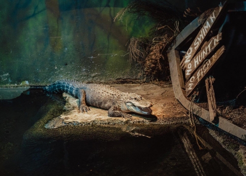 Cheryl the Alligator Feb 2020 4