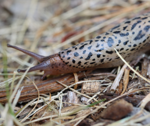 Leopard Slug REDUCED