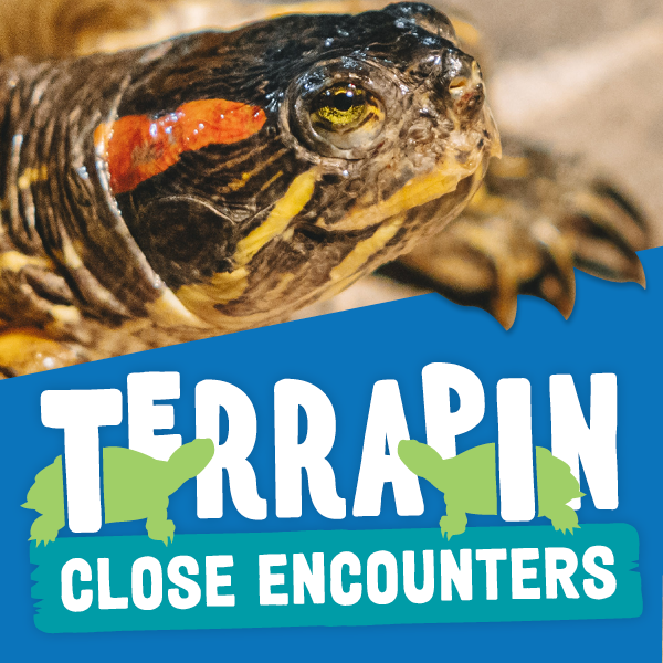 NEW Terrapin Close Encounter