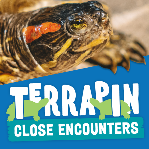 Book a Terrapin Close Encounter