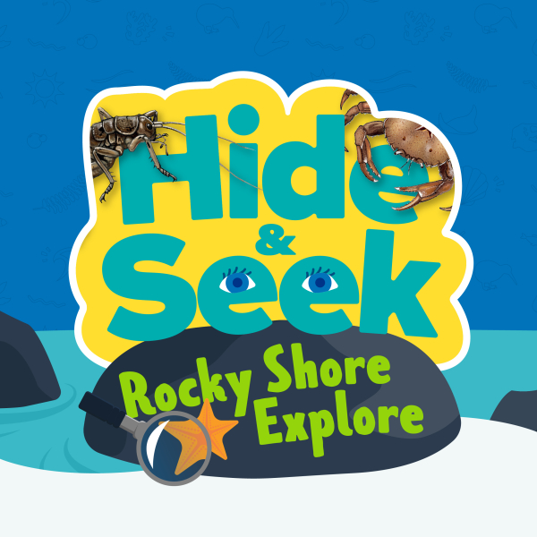 Explore the rocky shore with us!